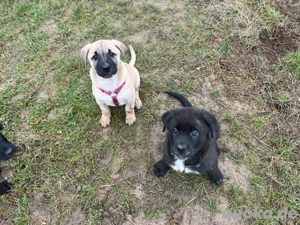 Mischlingswelpen suchen ein zu Hause