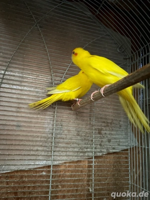 zigensittiche ein paar