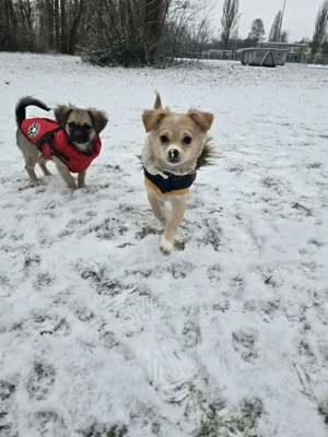 Chihuhahuha Mädels , kleinbleibend suchen noch kuscheliges zu Hause bei liebenswerten Menschen