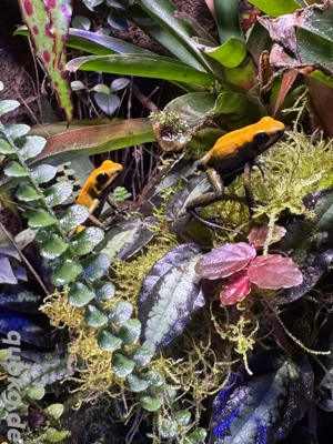 5 Phyllobates bicolor (Nachzuchten)