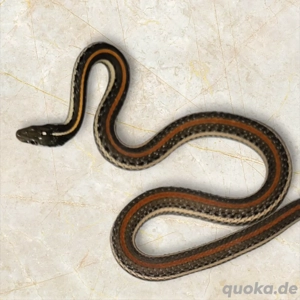 1.1 thamnophis proximus rubrilineatus