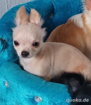 Chihuahua Welpe Hündin 