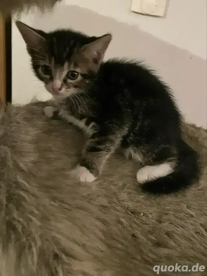 Maine Coon Bengalen Mix