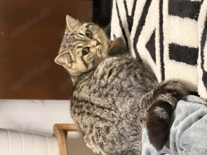 BKH junge Katze 11 Monate alt