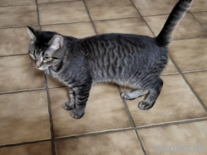 Drei junge Kater suchen ein liebevolles Zuhause