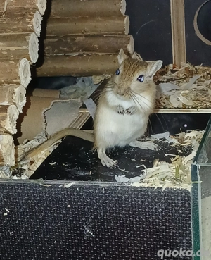 Rennmäuse aus einer liebevollen Hobbyzucht 