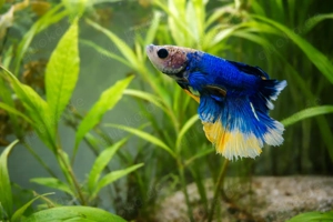 Aquarium 53 Liter Kampffisch Betta Splendens 