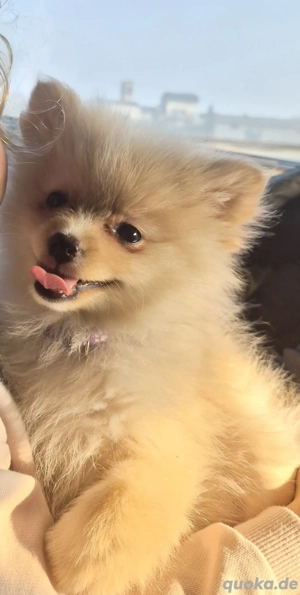 Pomeranian Welpen Teddy Champagne Creme Farbe