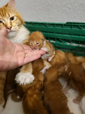 Main Coon XL baby katzen