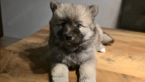 Pomsky Welpen mit Husky Zeichnung