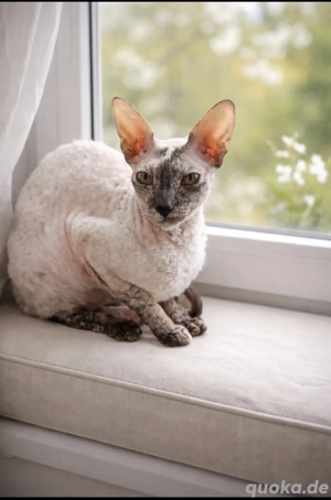 Cornish Rex Katze 