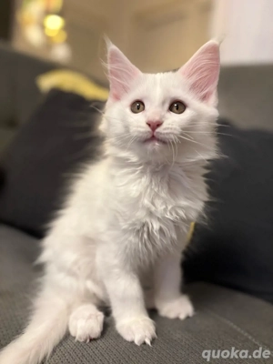 reinrassiges xxl Main Coon Kitten 