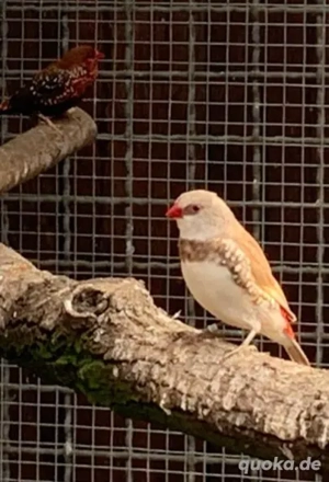 Diamantfinken isabell 