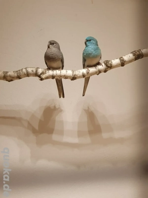 Singsittich Paar 2024