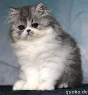 Perserkitten mit Stammbaum suchen liebevolles Zuhause 