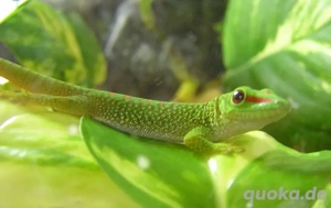 Ph. grandis unser Nachwuchs der Großen Taggeckos ab 6 cm Bild 5