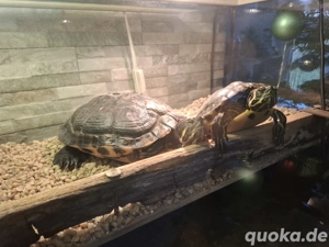 Gelbwangen Schildkröten