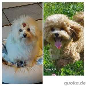 Seriös gezüchtete rotblonde F1 Maltipoowelpen zum 20.1.erwartet