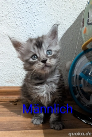 Maine coon Kitten in blue