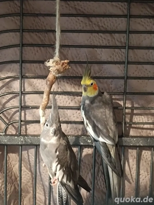 Nymphensittiche, Singsittiche 