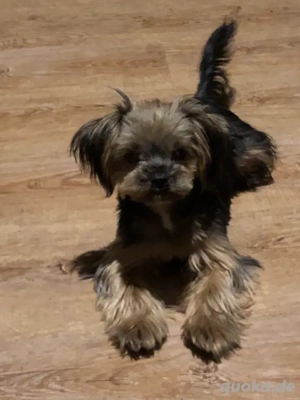 Yorkshire Terrier weibchen 1 Jahr ab sofort von privat zu vermitteln