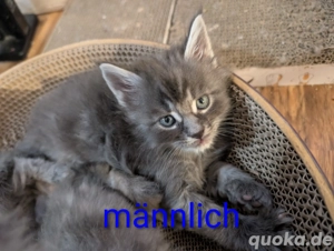 Maine coon Kitten in blue