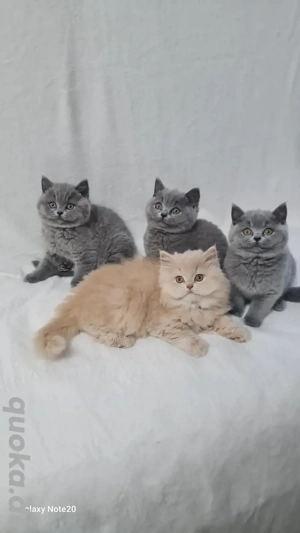 Bkh kitten mit stammbaum. 