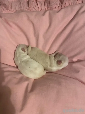 Chihuahua Welpen langhaar 