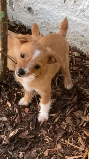 Chihuahua Maltipoo (Toypudel, Malteser) Mix