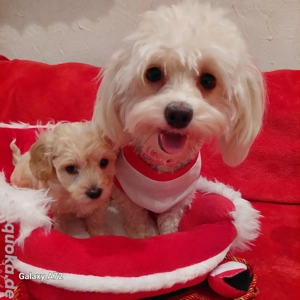 Seriös gezüchtete Maltipoowelpen zum17.1 abgabebereit!