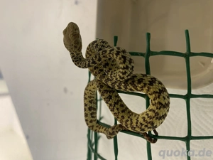 Trimeresurus honsunensis Weibchen von 25