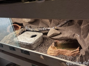 Wunderschönes Königspython Männchen mit Terra 