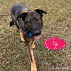 Pia, bezaubernde und liebe Schäferhündin