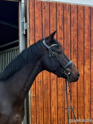 Hannoveraner Wallach von Vaderland