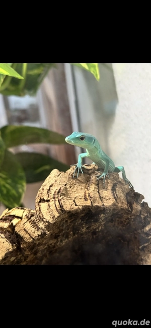 Wunderschöne Grüne Baumeidechse mit Terrarium