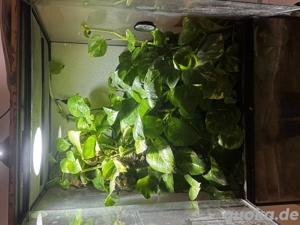 Wunderschöne Grüne Baumeidechse mit Terrarium