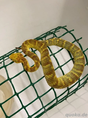 Atheris squamigera Männchen Nz 24