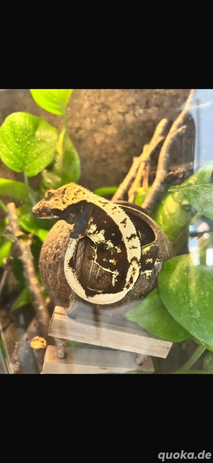 Wunderschönes Kronengecko Männchen mit Terrarium 