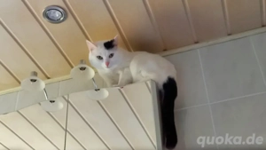 3 kater zu verkaufen 