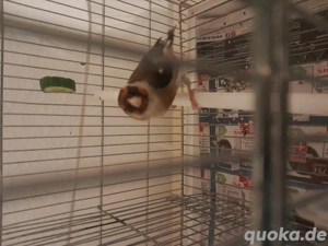 Stieglitz weiblich und männlich 