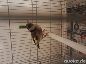 Stieglitz parva  ein paar von 2024