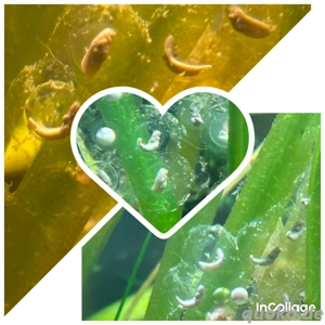 Axolotl Nachwuchs Abzugeben 