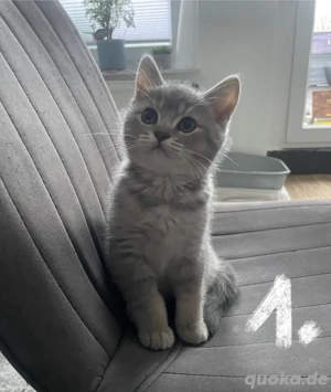 Britisch Kurzhaar Kitten abzugeben