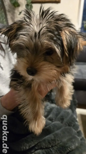 Yorkshire Terrier Welpe Rüde 