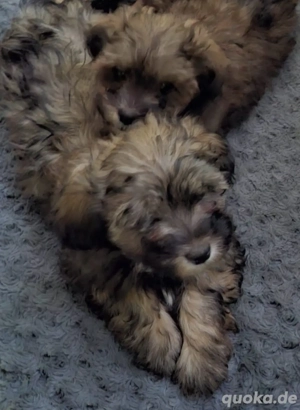 letzer Shih Poo Welpe sucht ein schönes Zuhause (ähnlich Maltipoo) Pudel x Shih-Tzu 