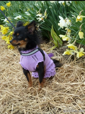 Hundepulli für Chihuahua, Russkiy Toy, Prager Rattler