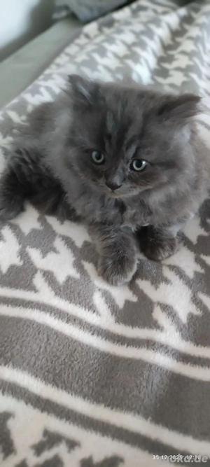 Britisch Kurzhaar BLH 1 Kätzchen 