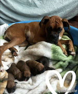 Schöne Boxer Welpen mit VDH Papiere suchen ein liebevolles zu Hause. Tel. o Zap: 0178 7499770