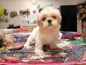 Shih-Tzu-Welpe sucht ein neues Zuhause.