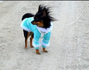 Hundekleid pulli für Chihuahuawa, Russkiy Toy, Prager Rattler